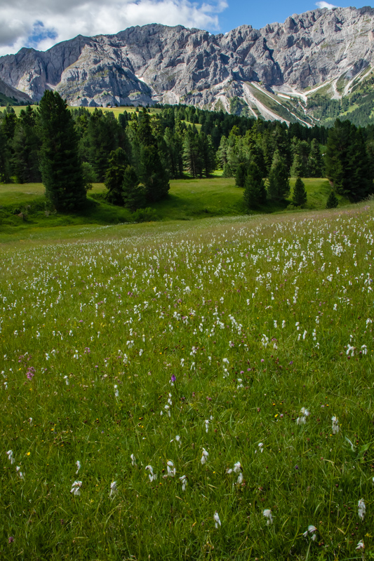 meadows filled with cotton-grass