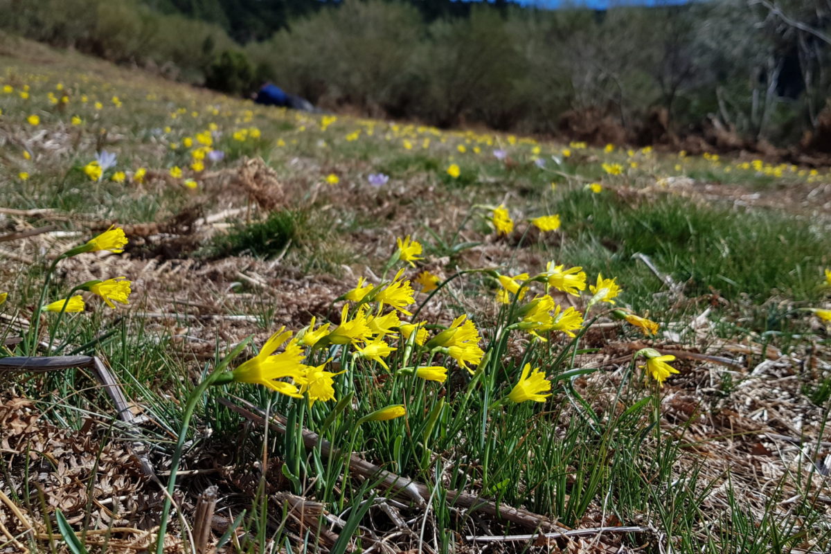 Narcissus asturiensis. Galicia - February 2019. Credit Razvan Chisu