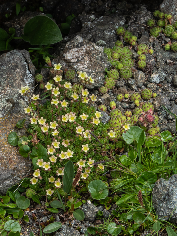 Saxifraga exarata subsp moschata