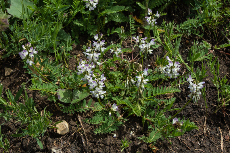 Astragalus alpinus