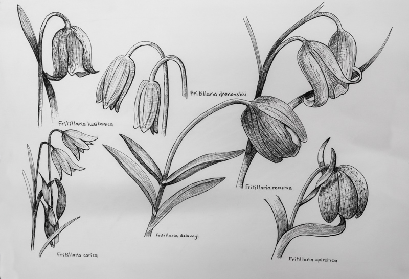 Fritillaria drawing by Stephen Shelley