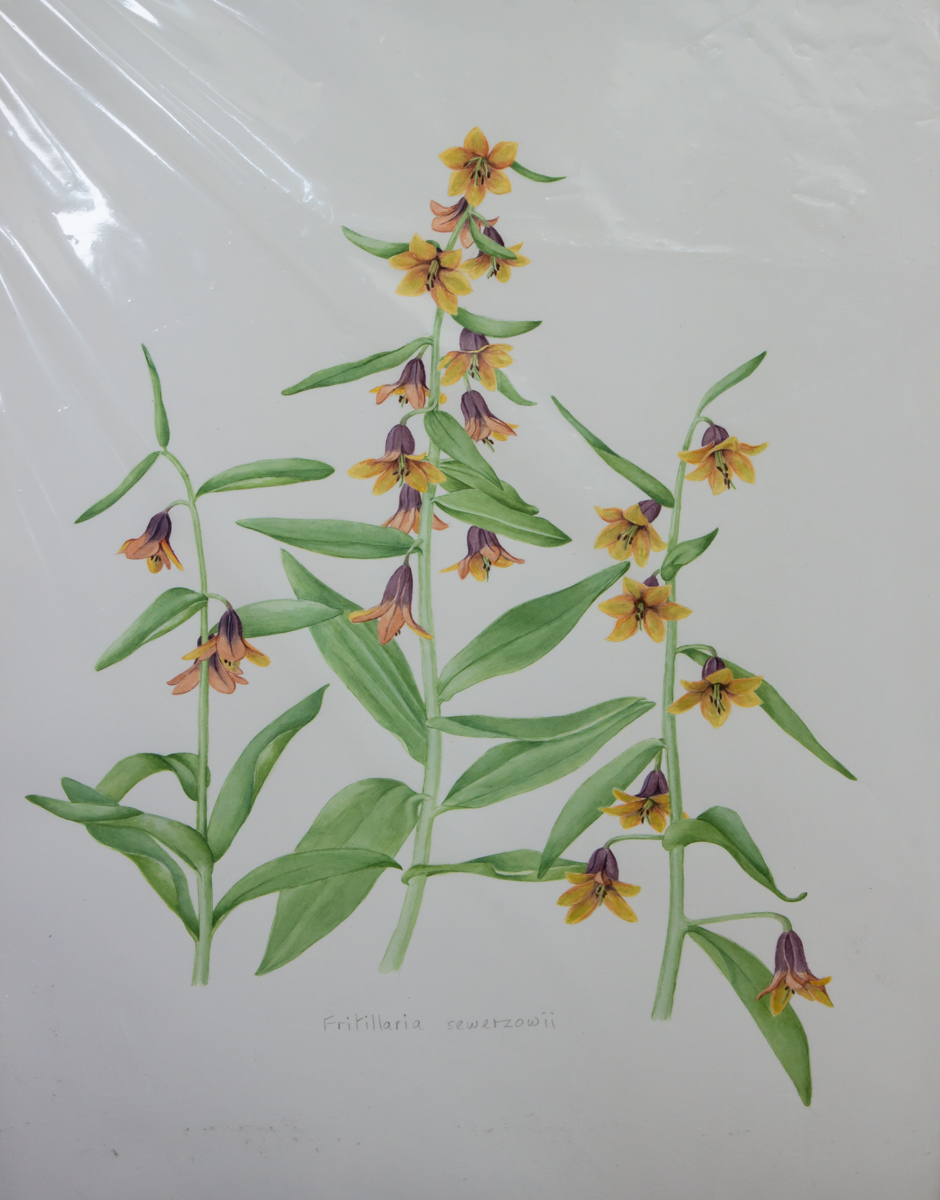 Fritillaria sewerzowii painted by Rannveig Wallis