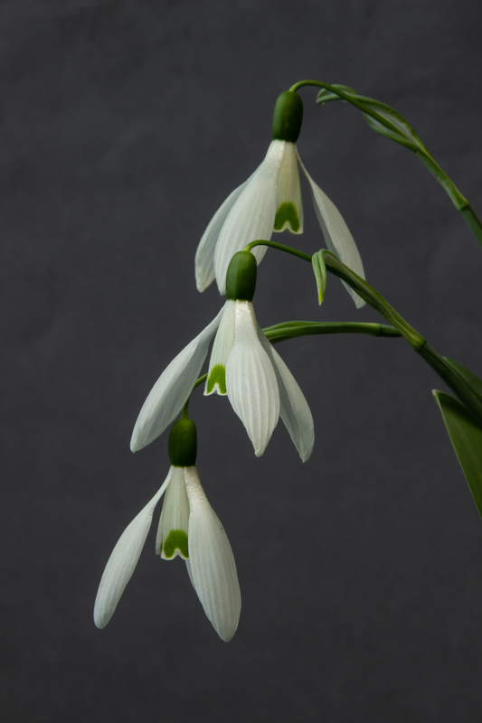 Galanthus 'By Gate' exhibited by Mike Acton