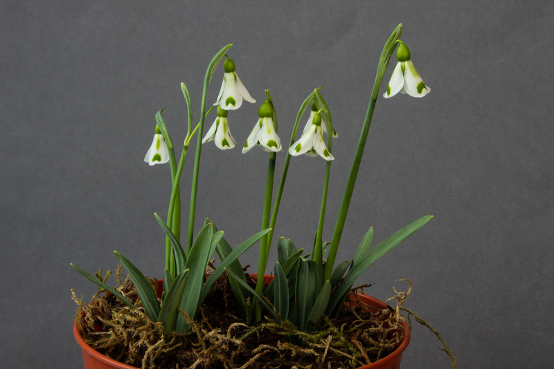 Galanthus 'Compton Hobbit' exhibited by Diane Clement