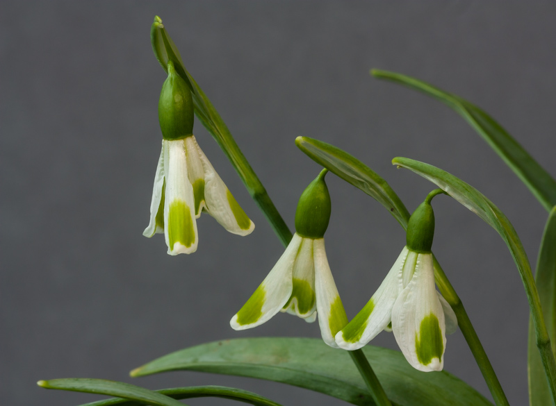 Galanthus 'Compton Rambler' exhibited by Diane Clement