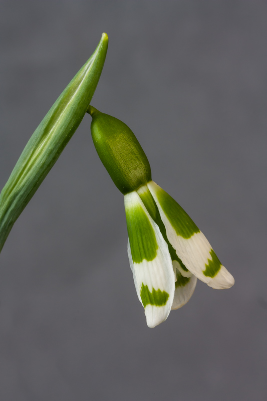 Galanthus 'Compton Seedling No 7' exhibited by Diane Clement