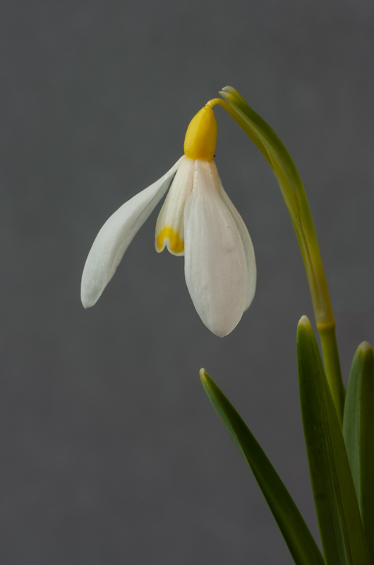 Galanthus 'Woodpeckers' exhibited by Diane Clement