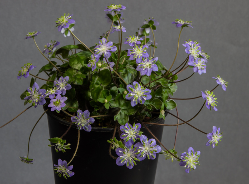 Hepatica japonica ex Blue Sandan exhibited by Mike Acton