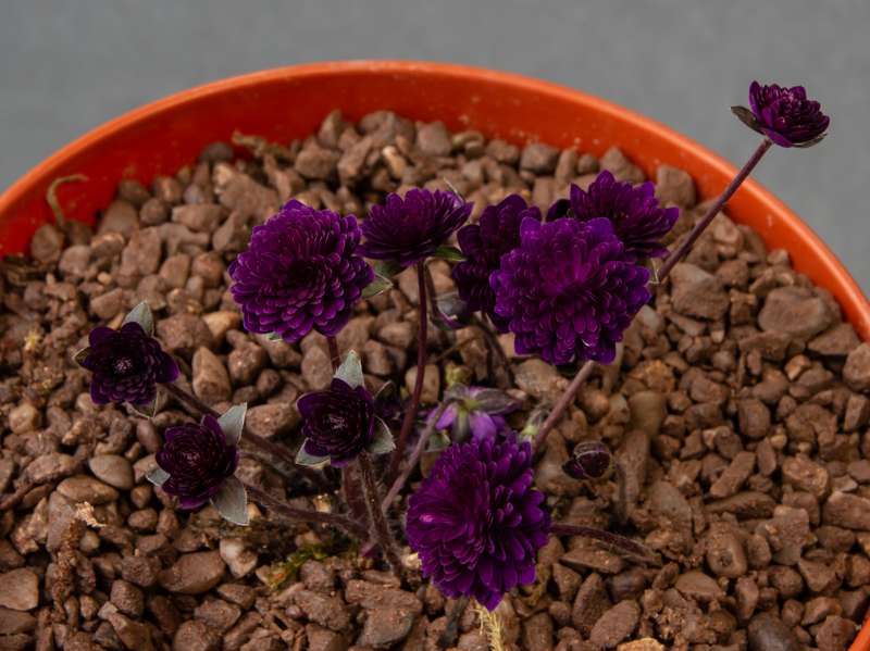 Hepatica japonica seedling (Tessin x Meiko) exhibited by Diane Clement