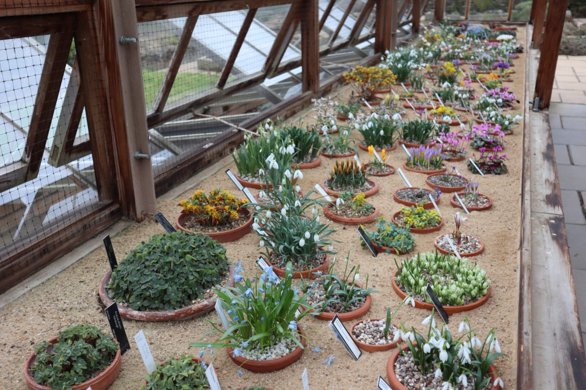 Alpine display house at RBGE - credit AGS Trainee Joshua Tranter