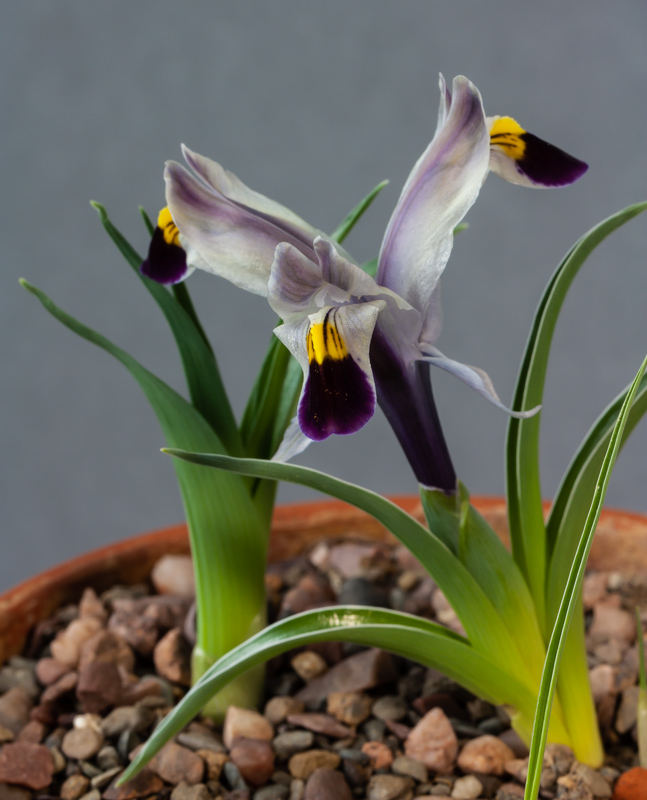Iris rodionenkoi exhibited by Peter Furneaux