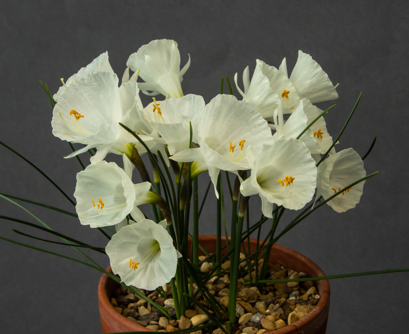 Narcissus cantabricus Antiquera exhibited by David Carver