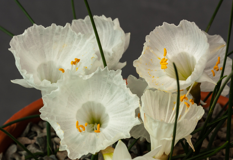 Narcissus cantabricus ex var petunioides exhibited by Bob & Rannveig Wallis