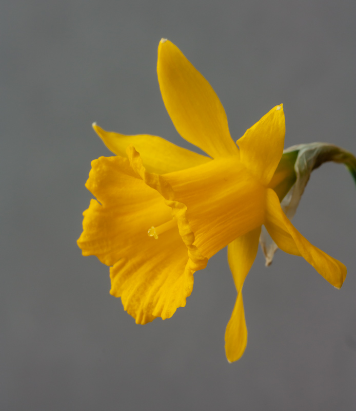 Narcissus perez-chiscanoi exhibited by Bob & Rannveig Wallis