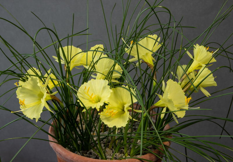 Narcissus romieuxii exhibited by Bob & Rannveig Wallis