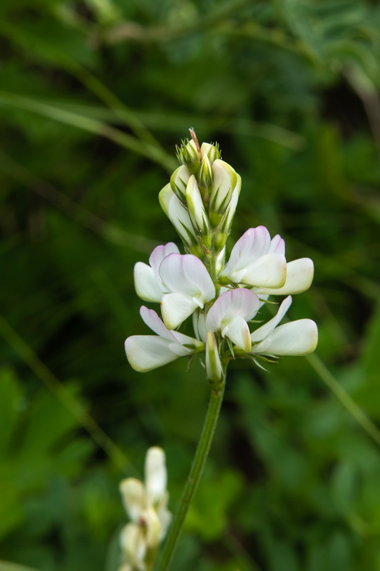Onobrychis montana ? (white)