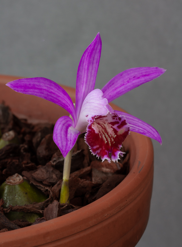 Pleione Riah Shan exhibited by Don Peace