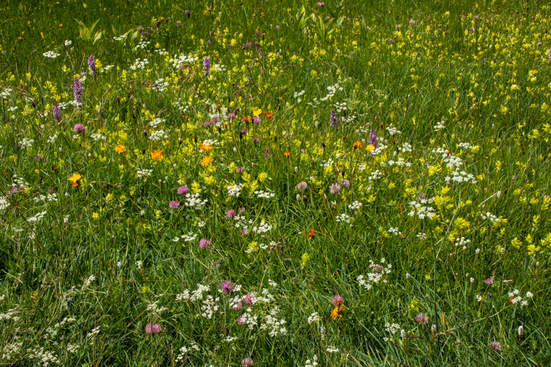 Santa Croce meadows