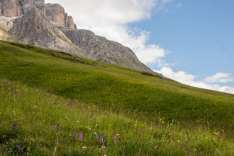 mountain meadow with Arnica montana