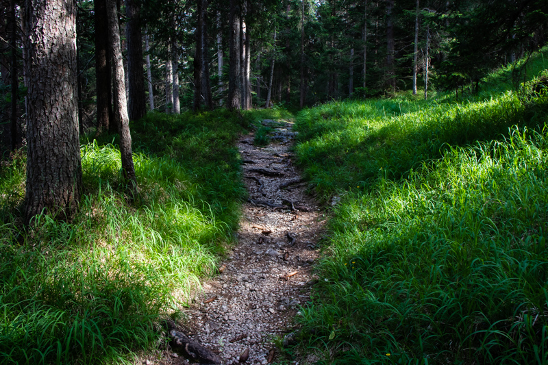 woodland path