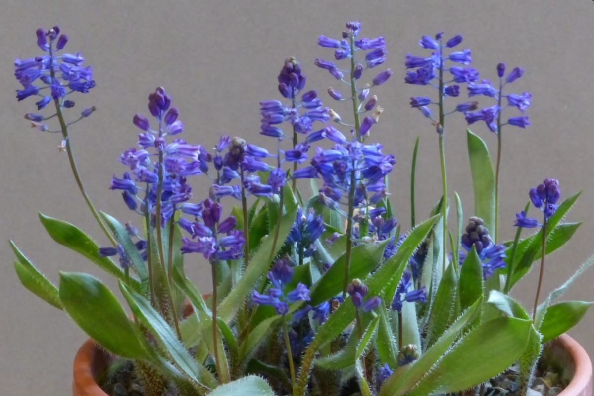 Hyacinthella hispida - small blue bulbs