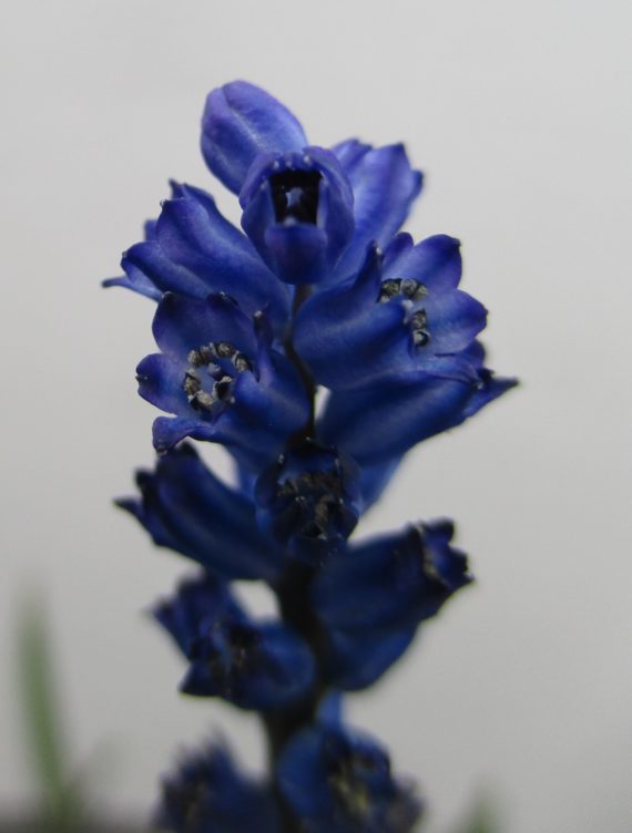 Hyacinthella lazulina ex Ala Dagh flower detail