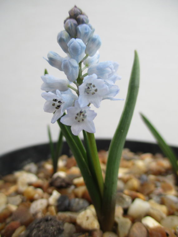 small blue bulbs Hyacinthella leucophaea