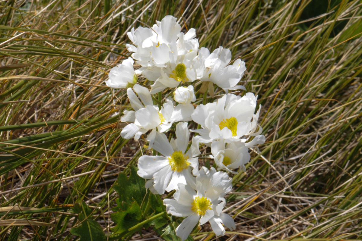 Ranunculus lyallii on Arthur's Pass