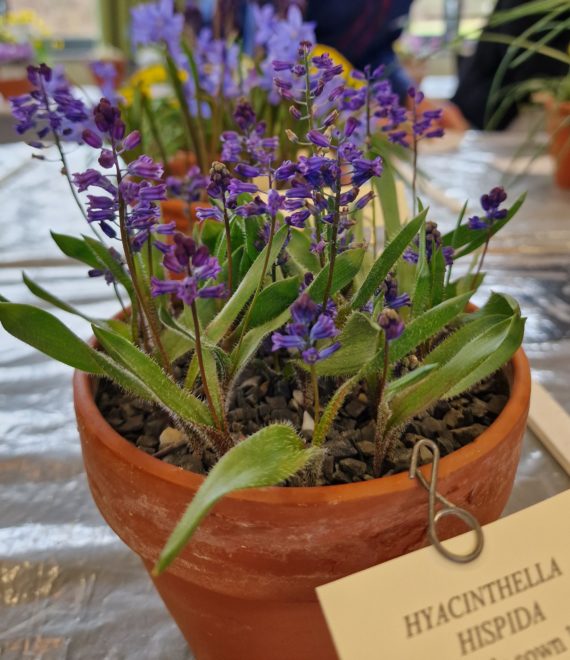 Hyacinthella hispida