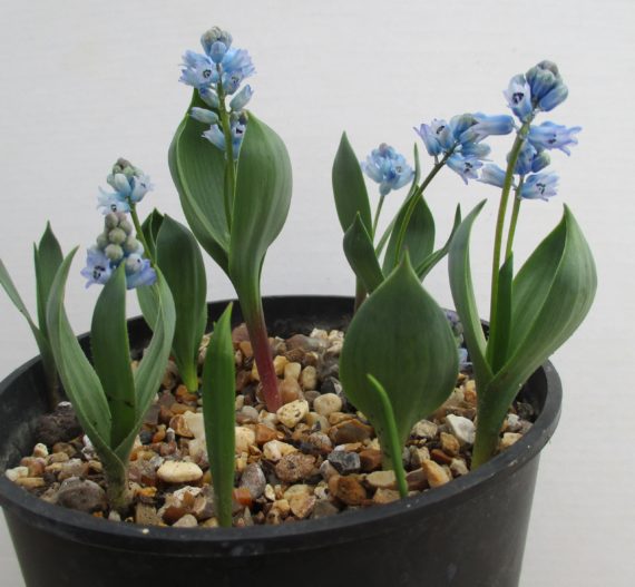 small blue bulbs Hyacinthella acutiloba