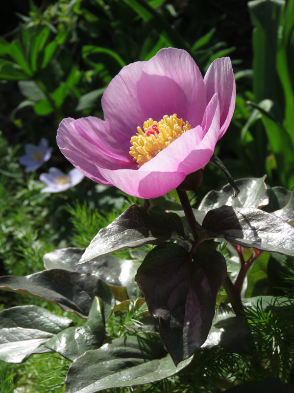 Paeonia mascula subsp. russoi photographed by Gail Harland