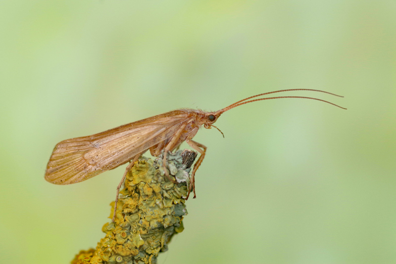 Caddis Fly photographed by Tony Duffey