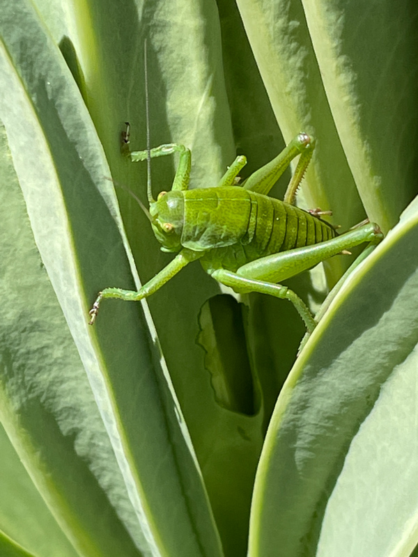Green grasshopper photographed by Celia Sawyer