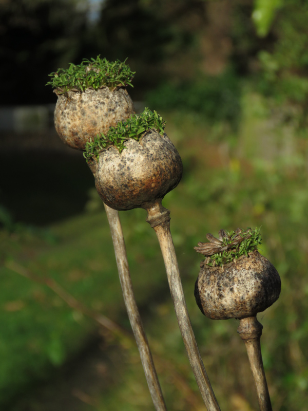 Papaver somniferum germinating seed pods photographed by Gail Harland