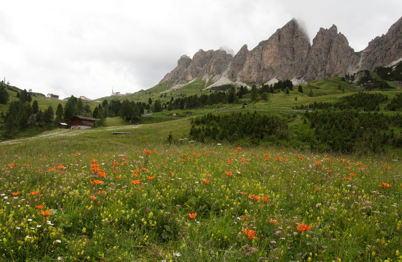 Lilium bulbiferum in the Dolomites photographed by Cedrik Haskovec