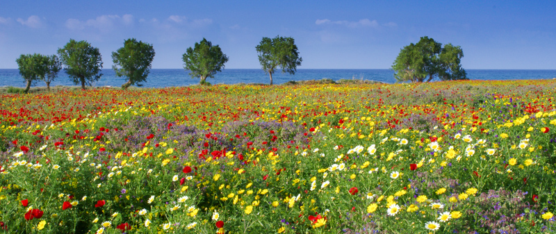 Cretan Meadow photographed by Janet Hails