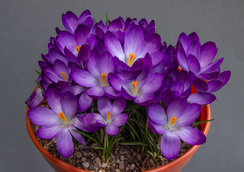 Crocus tommasinianus Whitewell Purple exhibited by Diane Clement