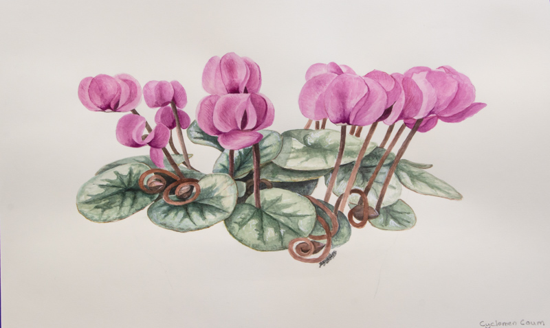 Painting of Cyclamen coum by Stephen Shelley