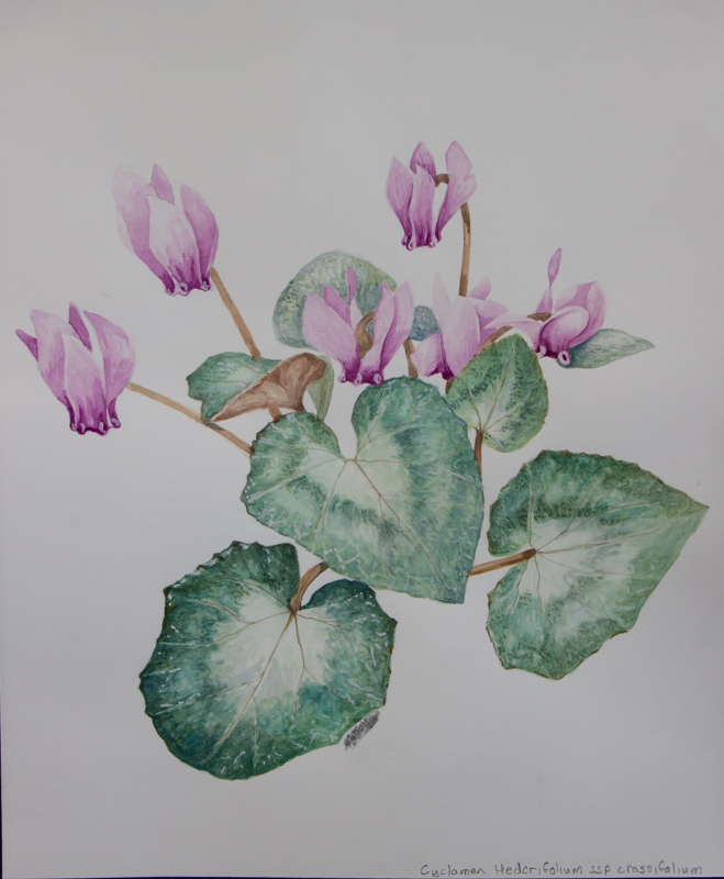 Painting of Cyclamen hederifolium subsp crassifolium by Stephen Shelley