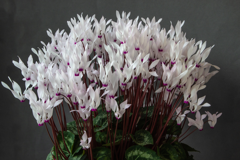 Cyclamen persicum exhibited by Jim Loring