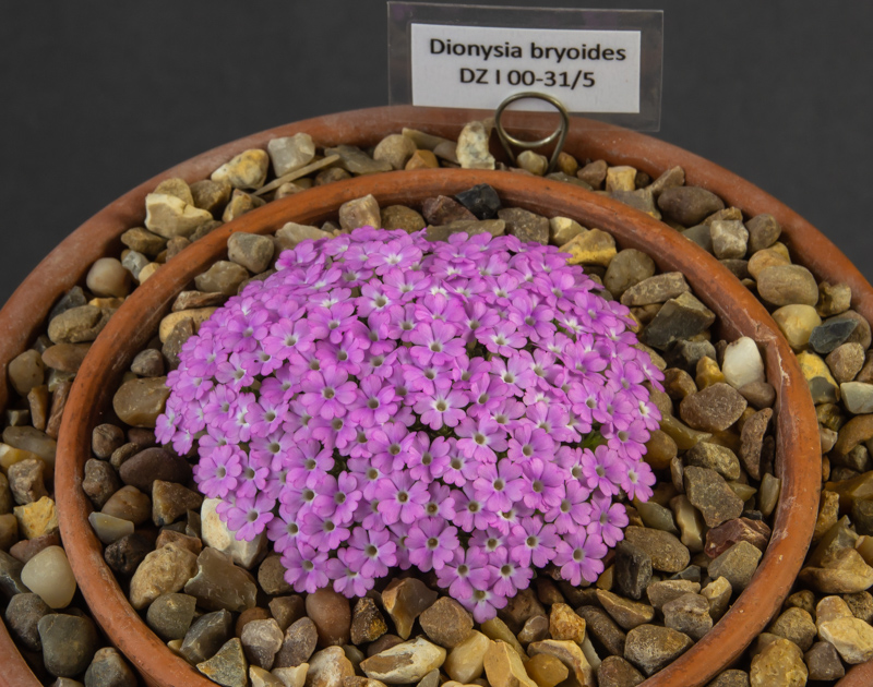 Dionysia bryoides DZ I 00-31/5 exhibited by Paul & Gill Ranson