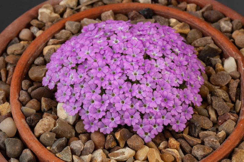 Dionysia bryoides DZ I 00-31/5 exhibited by Paul & Gill Ranson