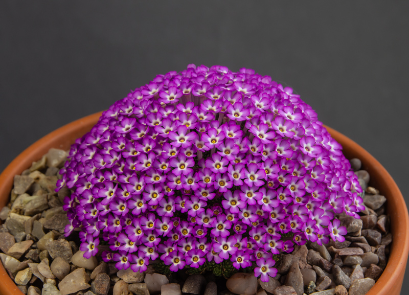 Dionysia bryoides exhibited by Eric Jarrett