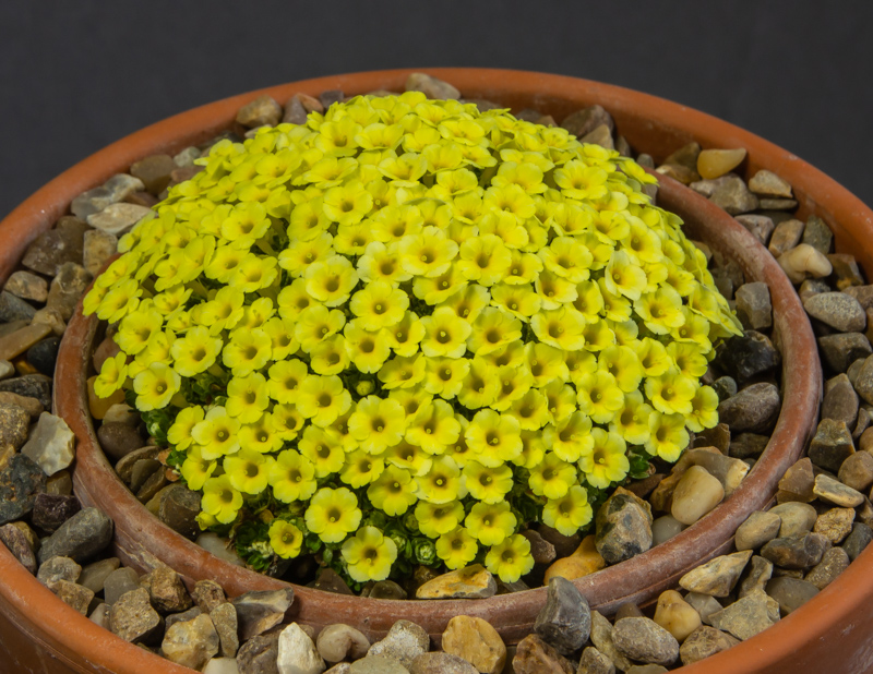 Dionysia Ewesley Iota exhibited by Paul and Gill Ranson