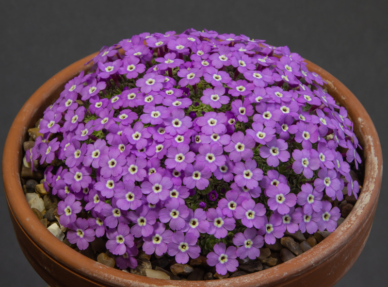 Dionysia Florenze exhibited by Paul & Gill Ranson