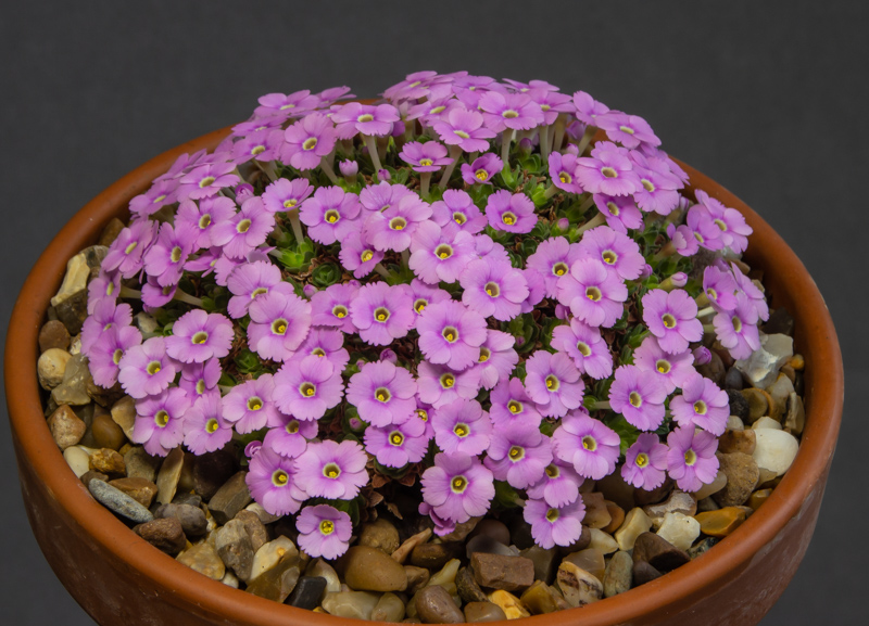Dionysia Hyperion exhibited by Paul & Gill Ranson