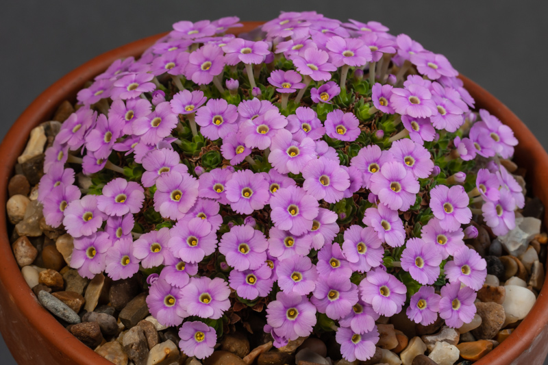Dionysia Hyperion exhibited by Paul & Gill Ranson