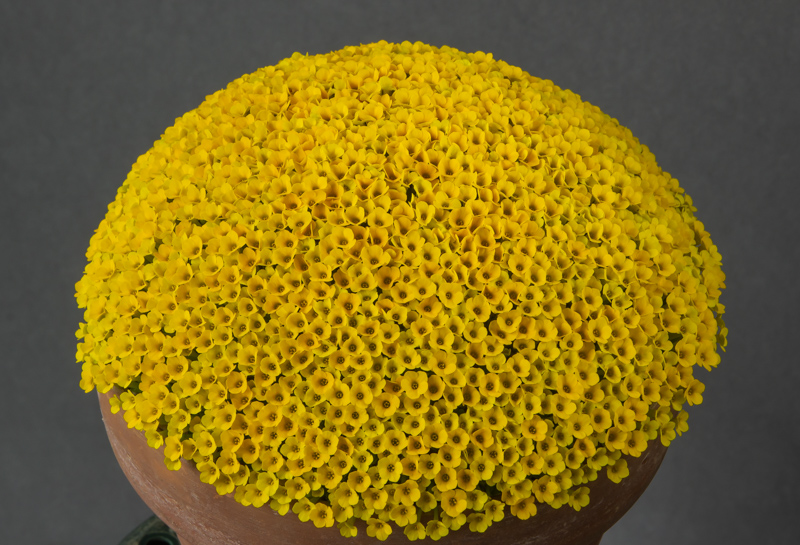 Dionysia Inka Gold exhibited by Paul & Gill Ranson