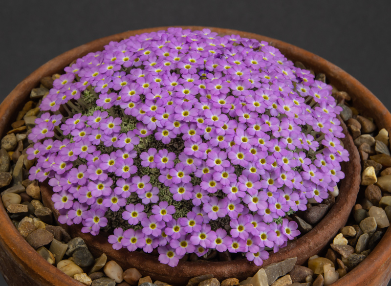 Dionysia Lycaena exhibited by Paul & Gill Ranson