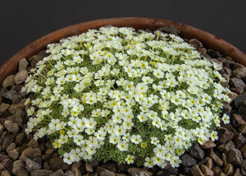 Dionysia Lysithea exhibited by Paul & Gill Ranson